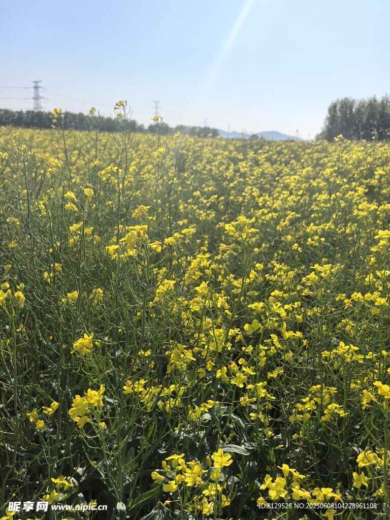 春日油菜花海美景