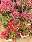 多彩盆栽花卉展示