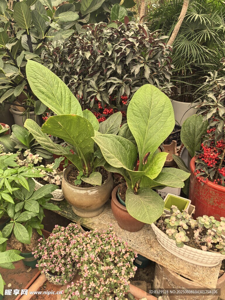 多樣盆栽展示綠植之美