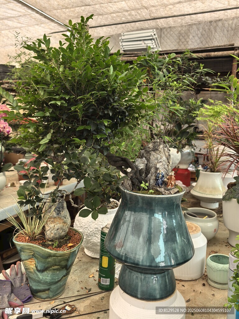 室內(nèi)綠植盆栽展示
