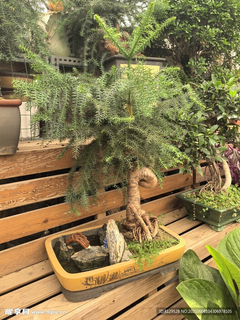 精致盆景置于木質平臺