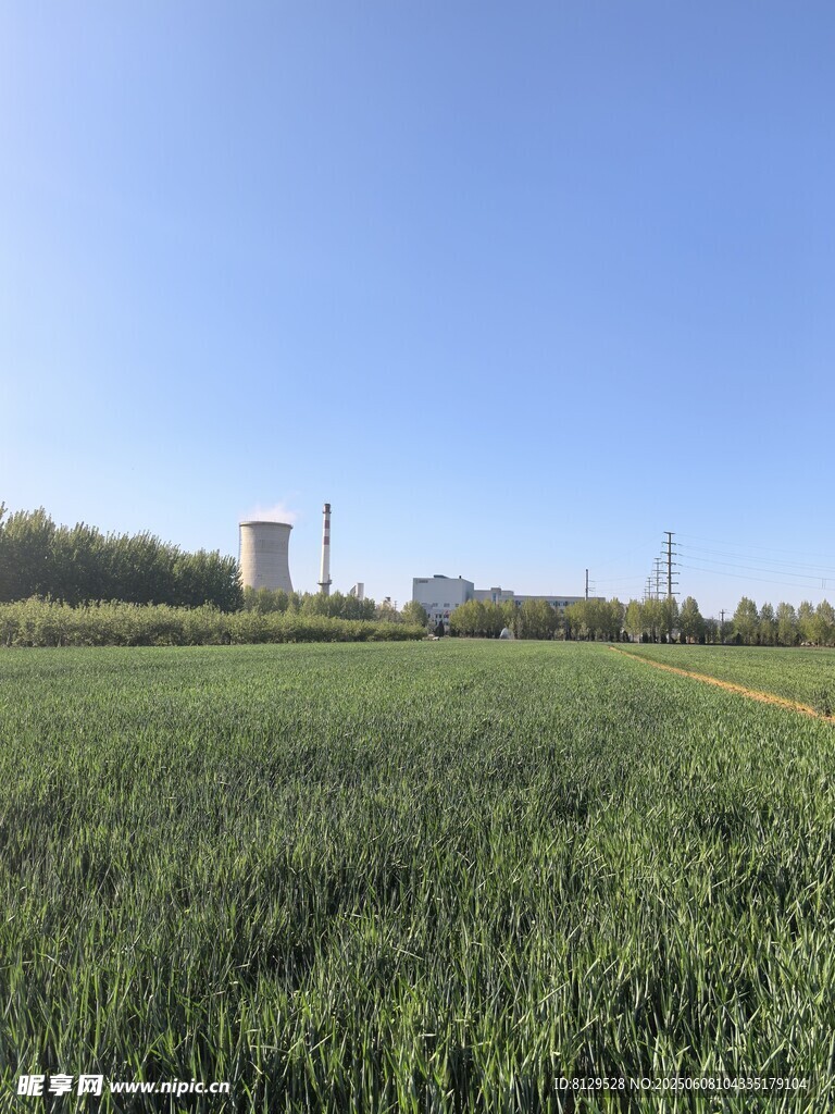 廣袤麥田與遠處建筑景觀