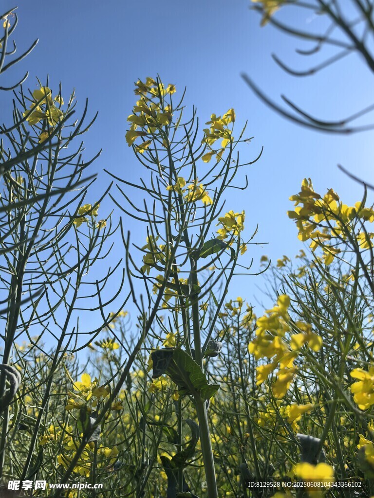 金黃油菜花綻放藍天之下