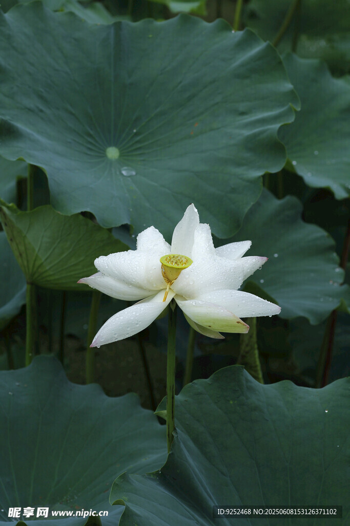 雨荷 