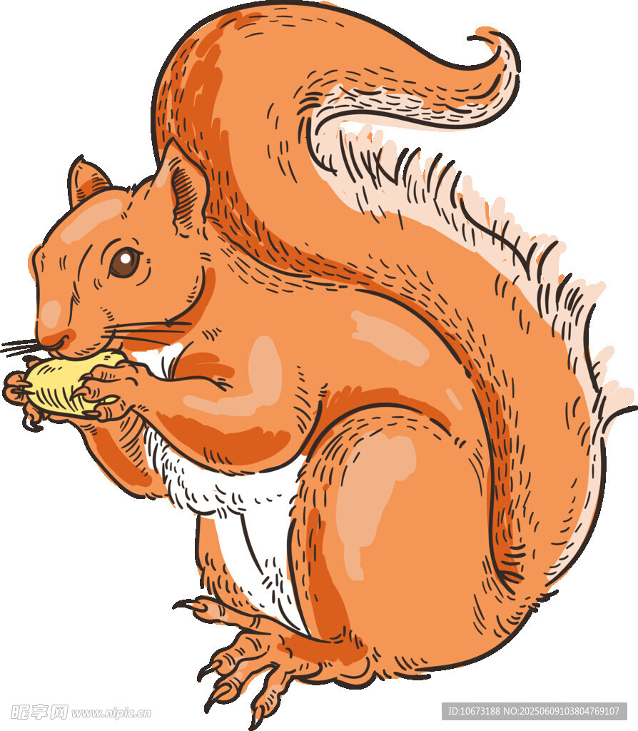 進食的松鼠插畫