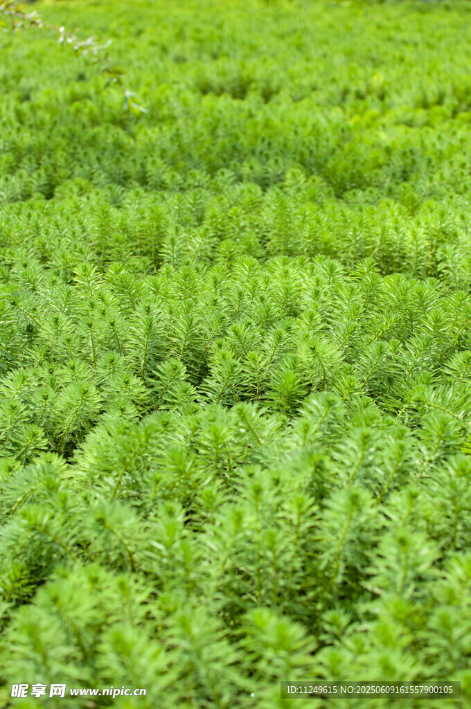 狐尾藻