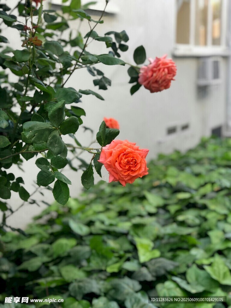嬌艷月季花綻放于綠葉間