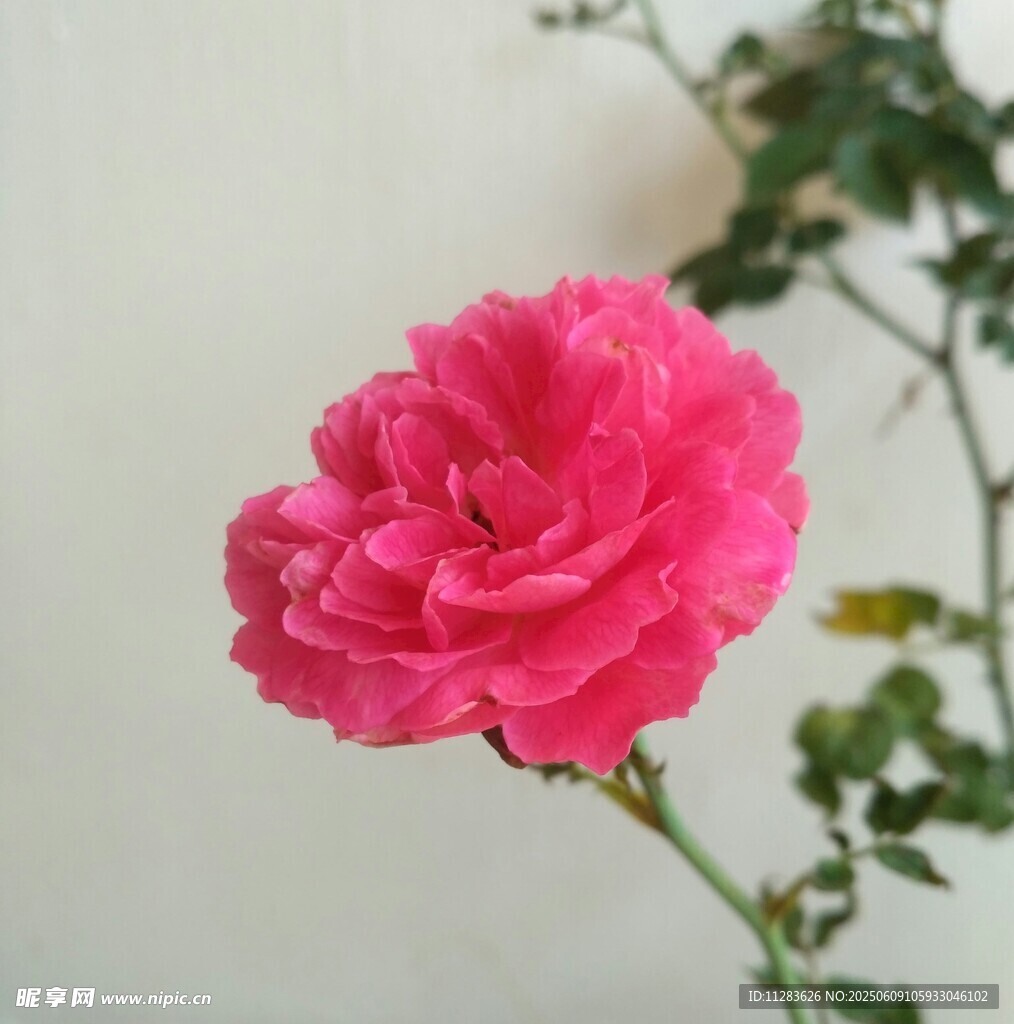 嬌艷粉色月季花特寫