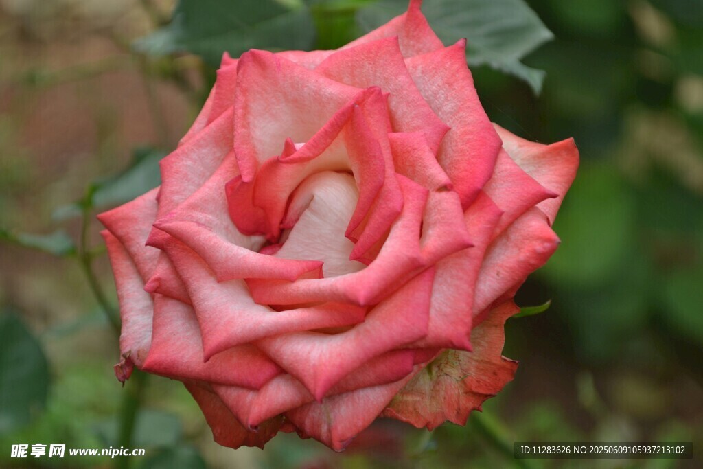 嬌艷粉色月季花