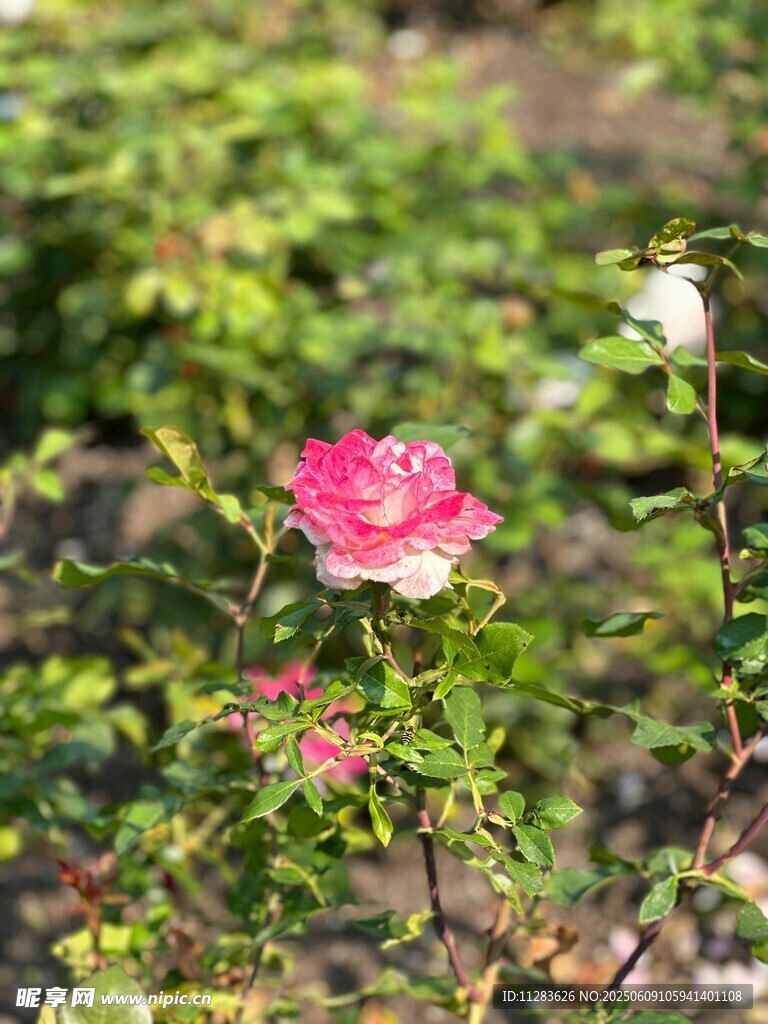 嬌艷綻放的粉色月季花