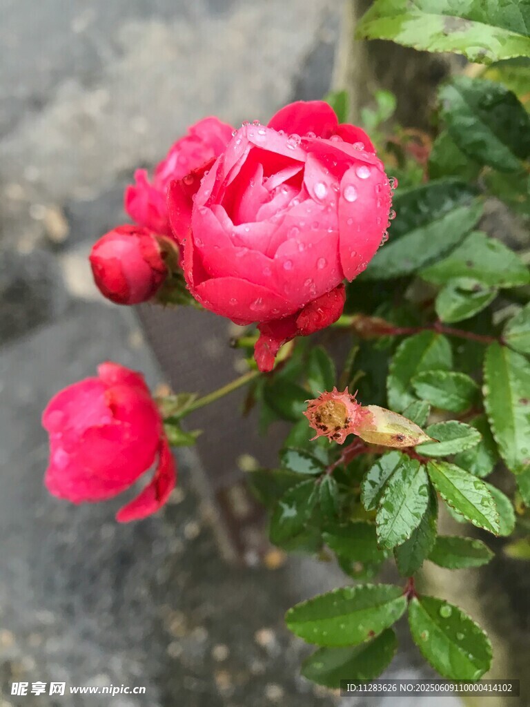 嬌艷欲滴的紅色月季花