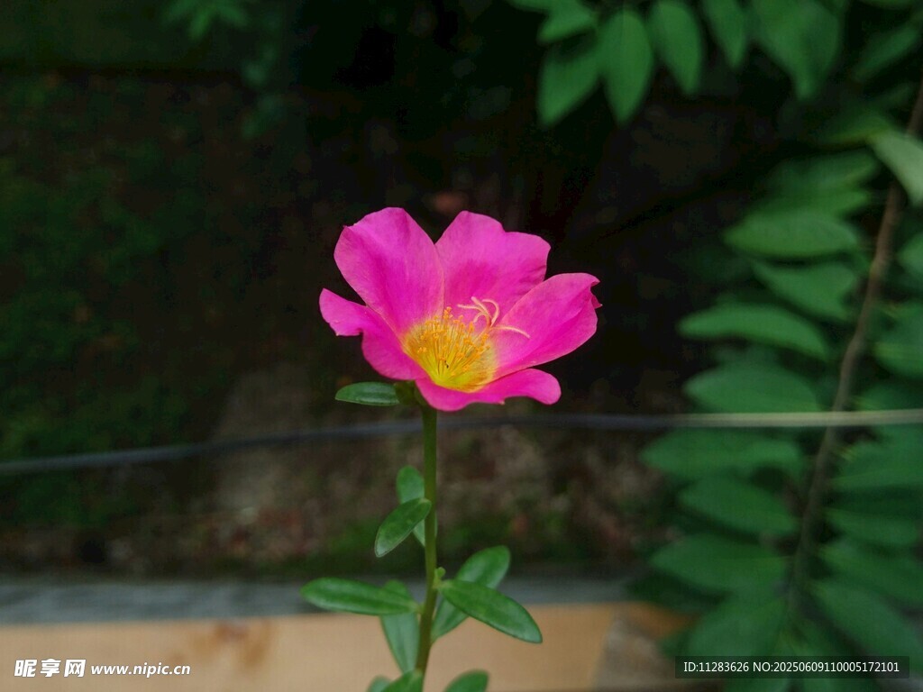 嬌艷粉色單朵薔薇花