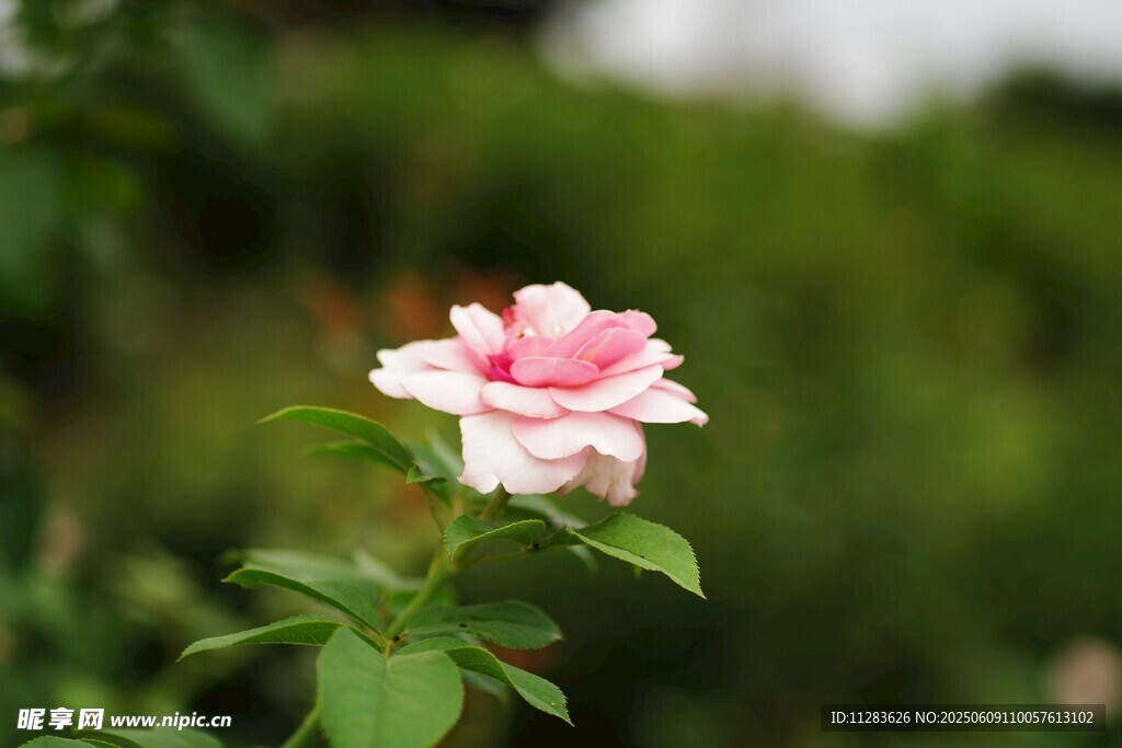 嬌艷粉色月季花特寫