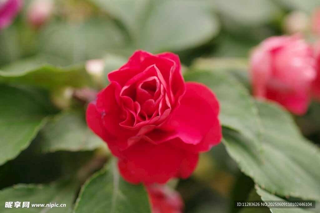 嬌艷紅月季花