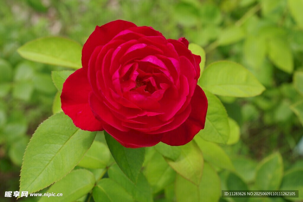 嬌艷月季花