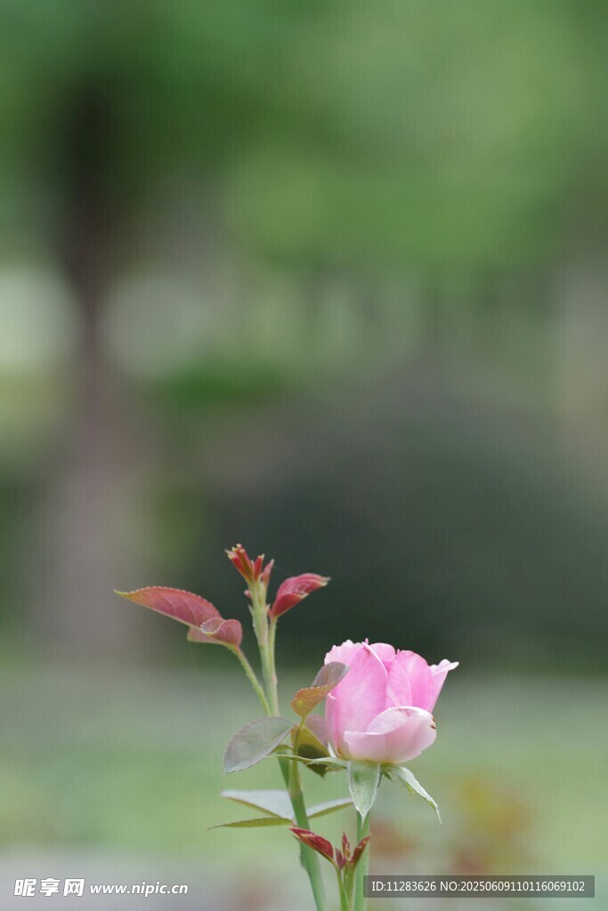 嬌艷粉玫瑰綻放于綠意間