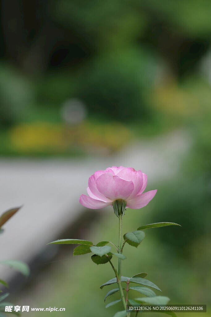 嬌艷粉色月季花