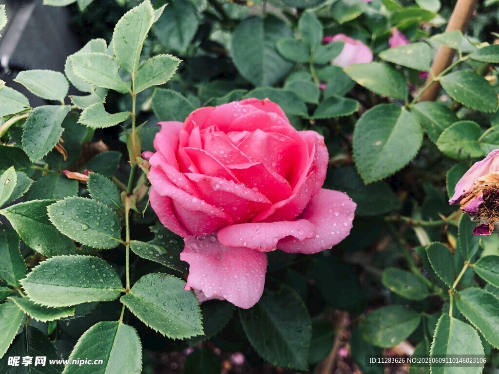 嬌艷粉色月季花綻放