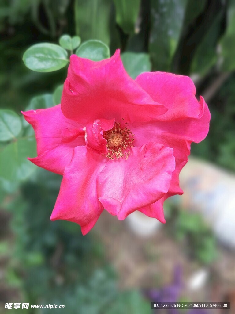 嬌艷紅薔薇綻放
