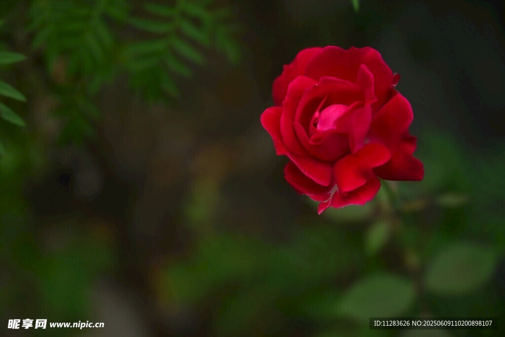 月季花綻放于綠葉間