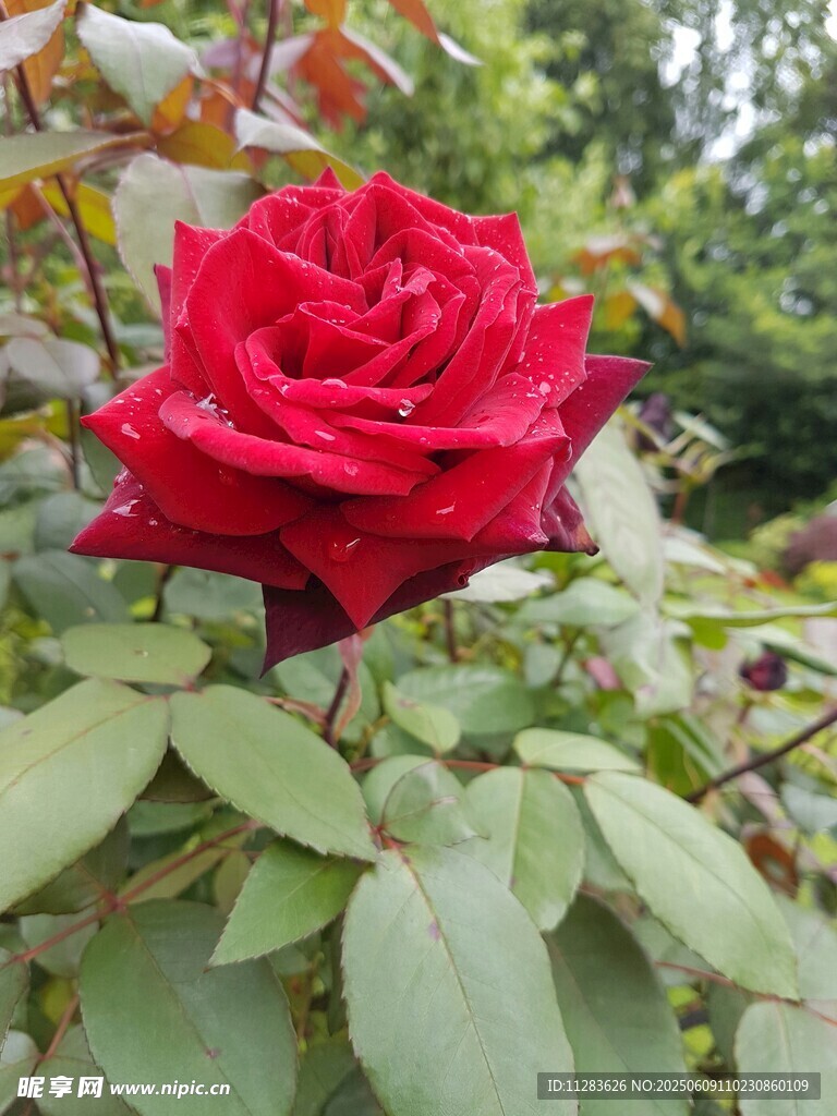 嬌艷月季花綻放綠葉間