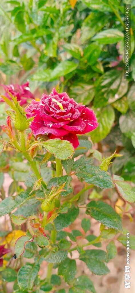 月季花放于綠葉間