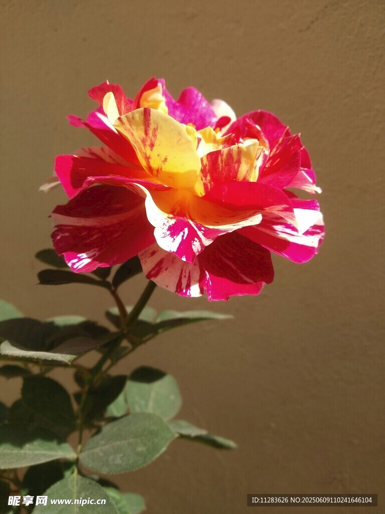 多彩嬌艷月季花綻放