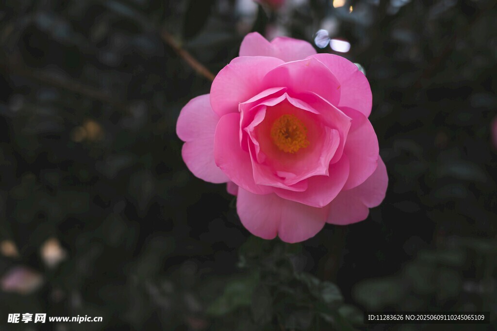 嬌艷粉色山茶花特寫