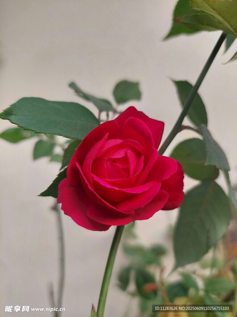 嬌艷紅月季花