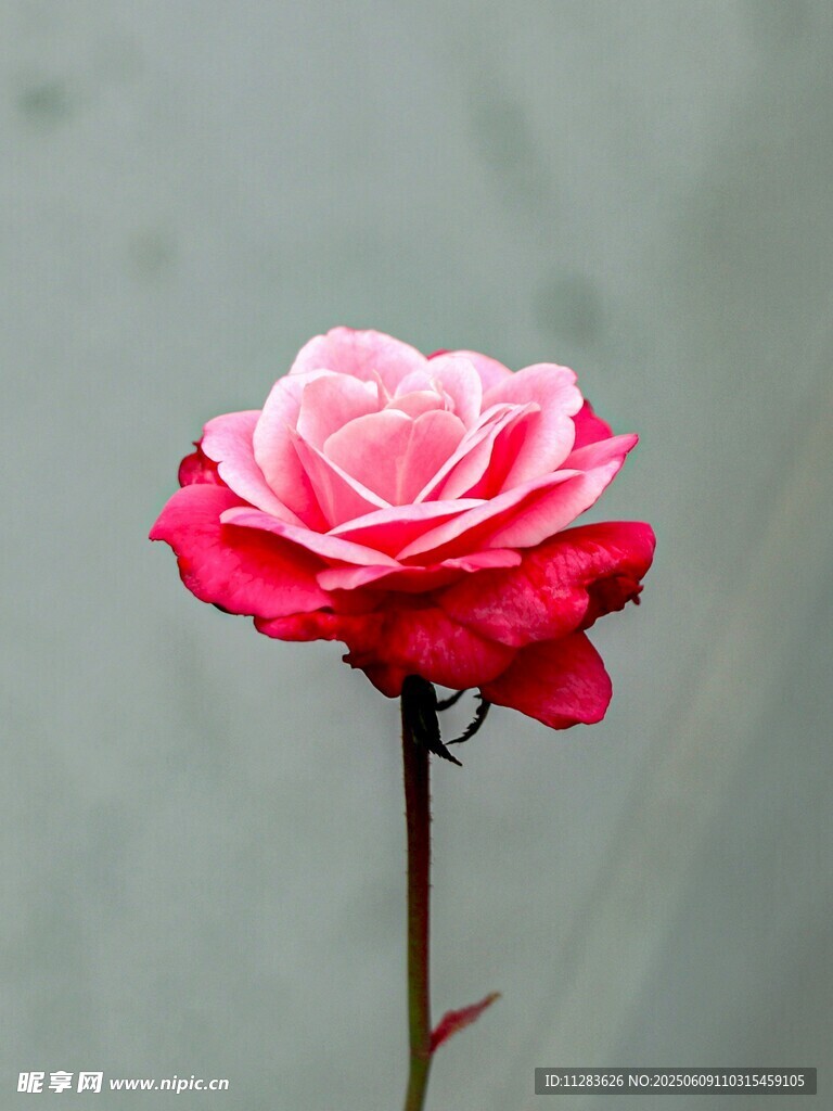 嬌艷雙色玫瑰特寫