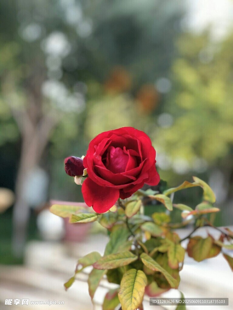 嬌艷月季花