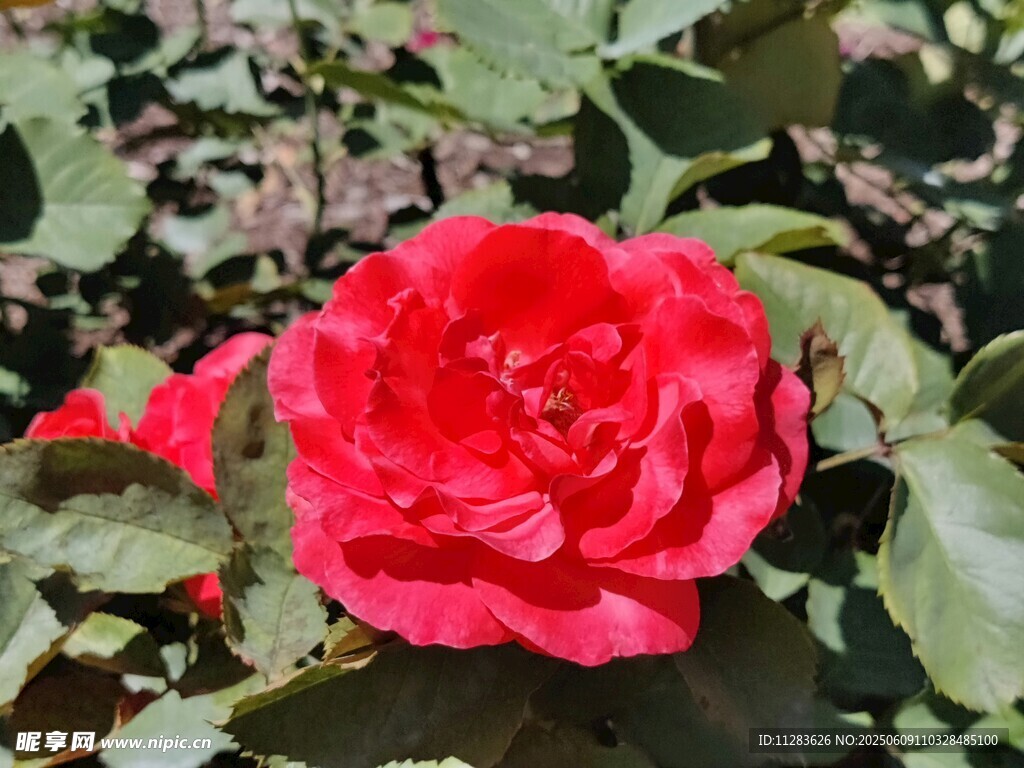 嬌艷紅月季花