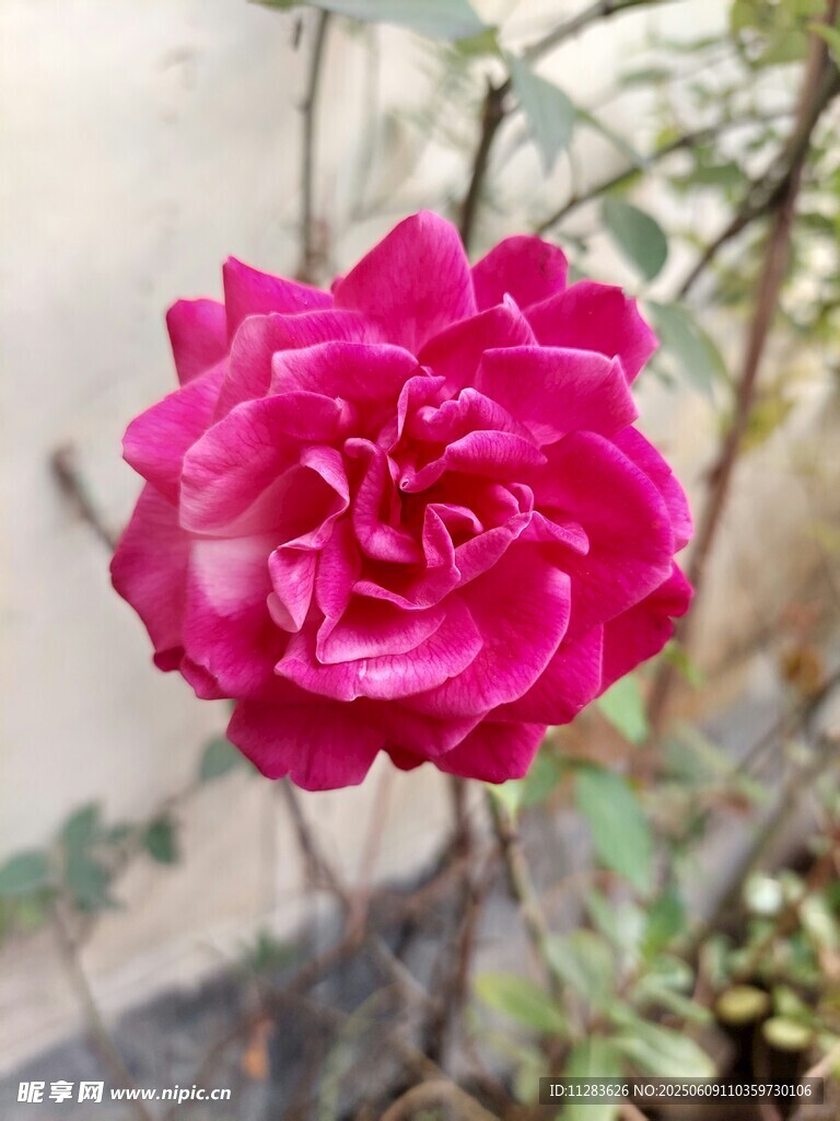 嬌艷玫紅色月季花特寫