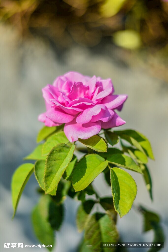 嬌艷粉色月季花特寫