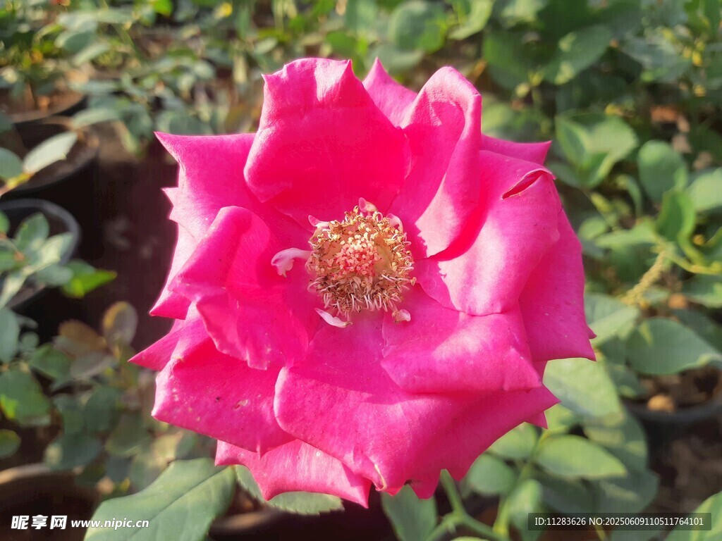 嬌艷粉色月季花綻放