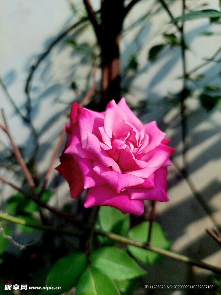 嬌艷粉色月季花