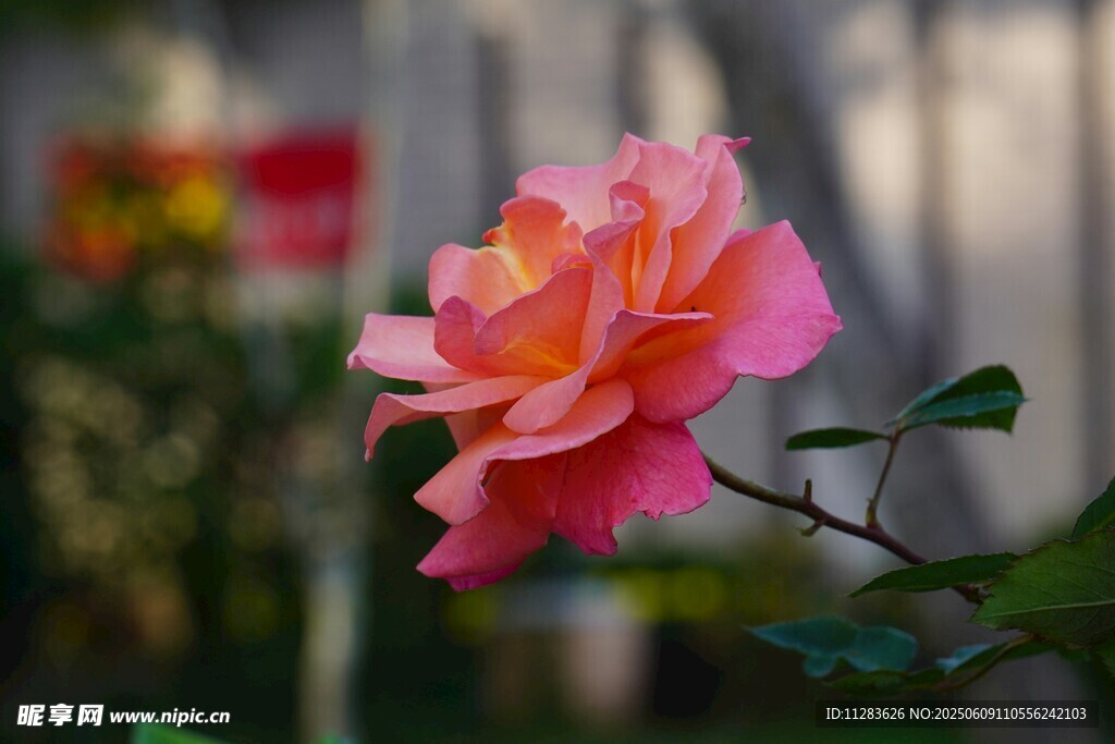 嬌艷粉色月季花