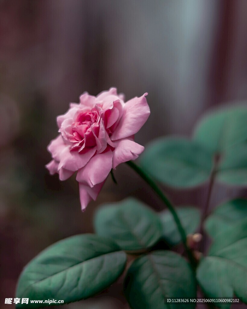 嬌艷粉色月季花