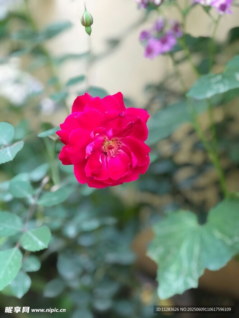 嬌艷紅月季綻放綠葉間
