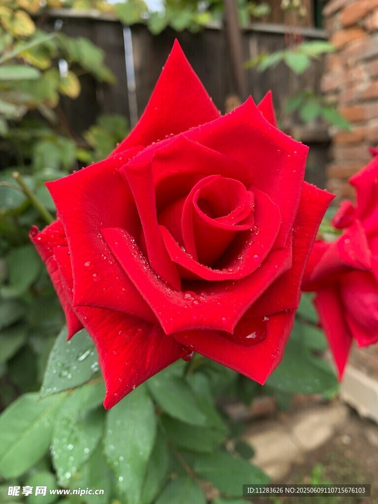 嬌艷紅月季綻放