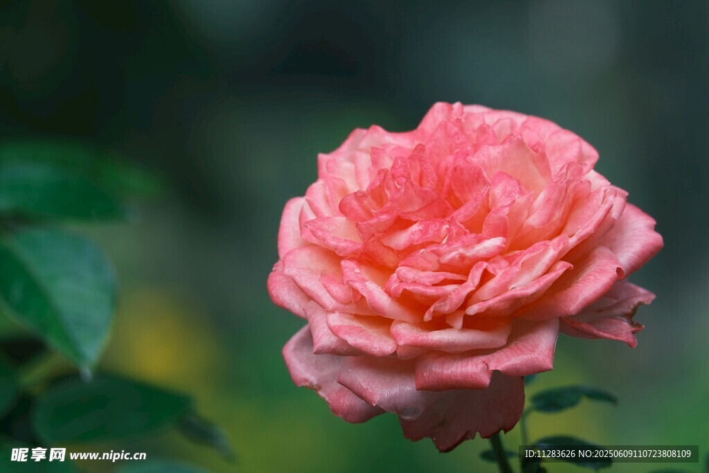嬌艷粉色月季花綻放
