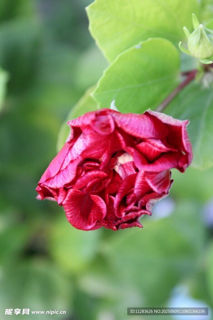 嬌艷紅槿花綻放