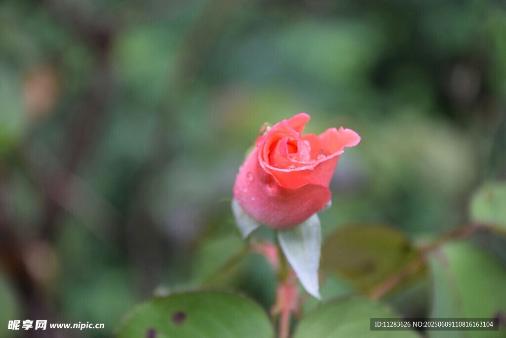嬌艷紅月季綻放于綠葉間