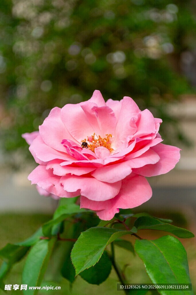 嬌艷粉色月季花綻放