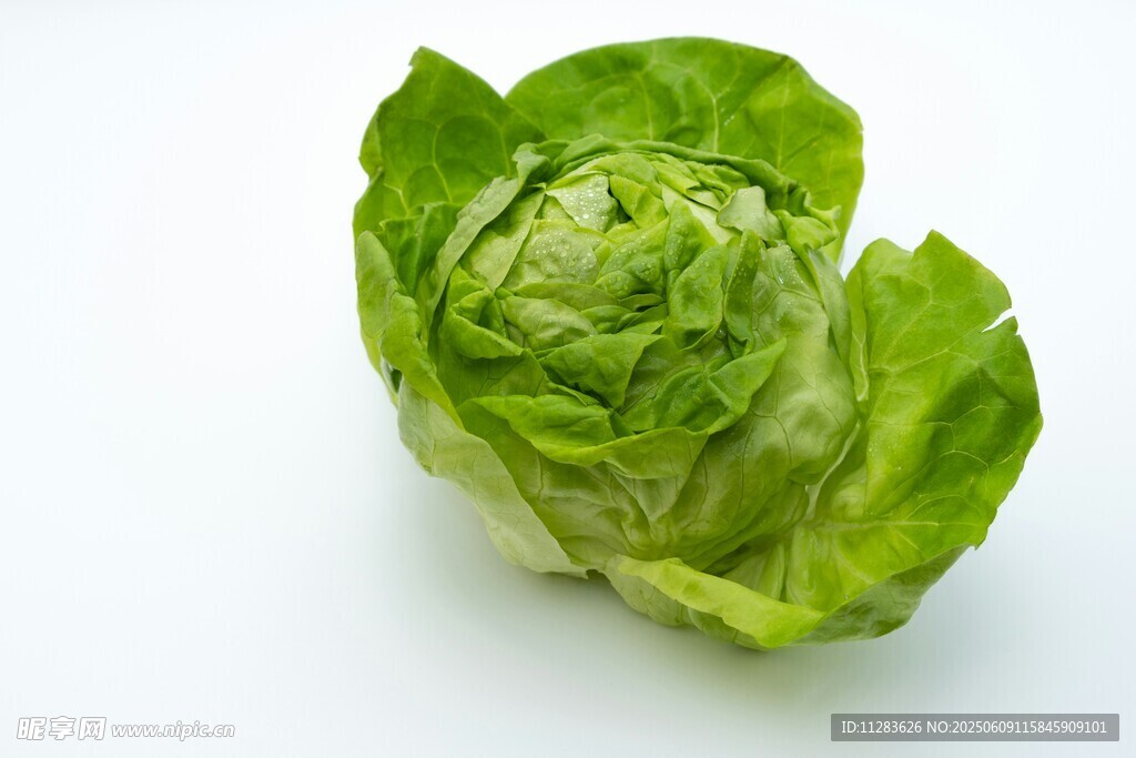 新鮮生菜