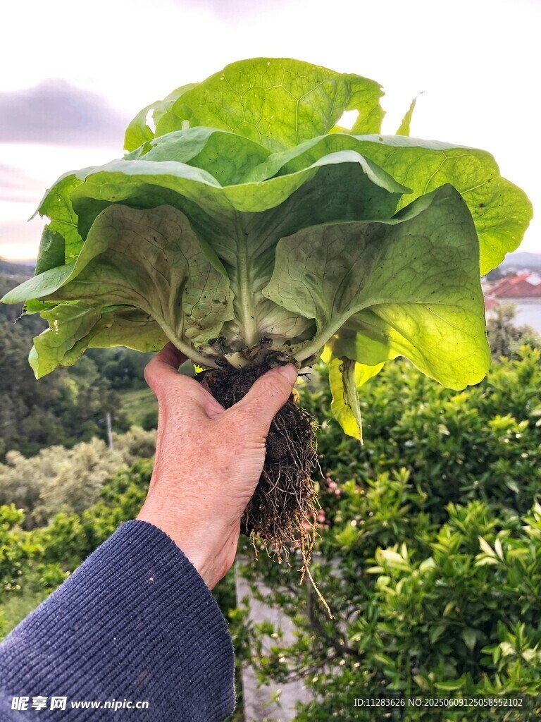 手捧翠綠新鮮蔬菜