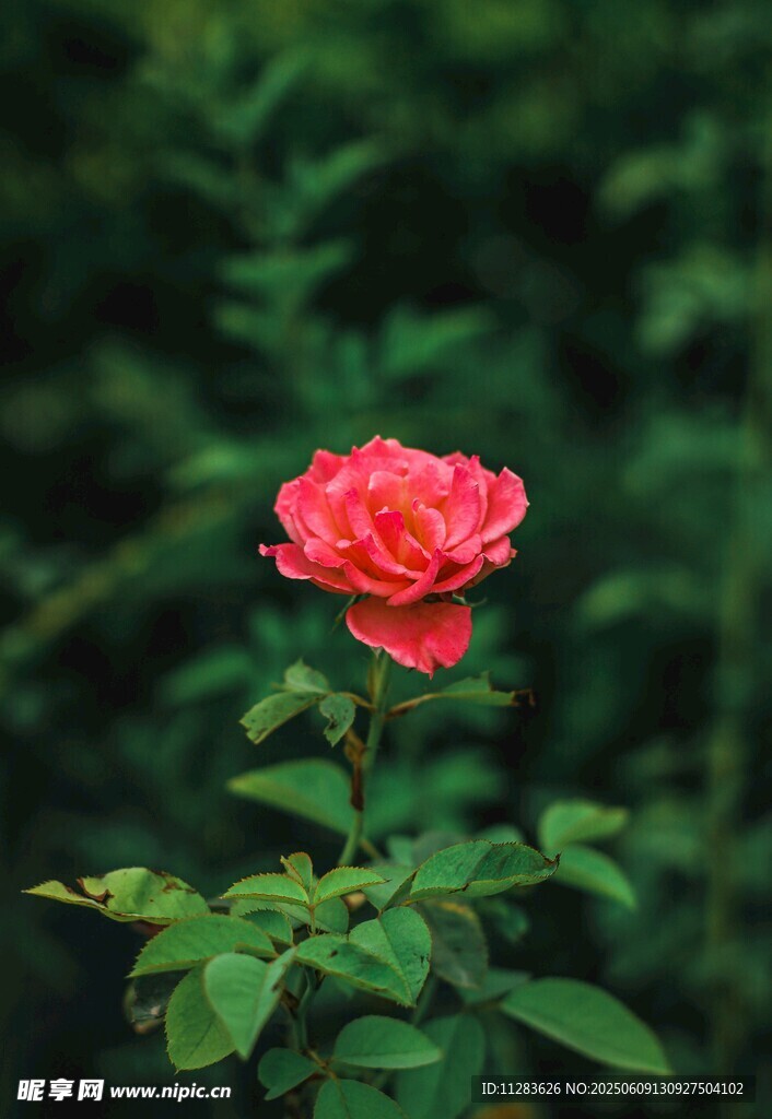 月季花綻放于綠葉間
