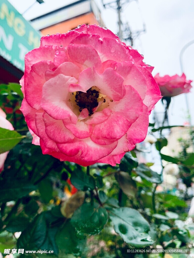 嬌艷粉月季花