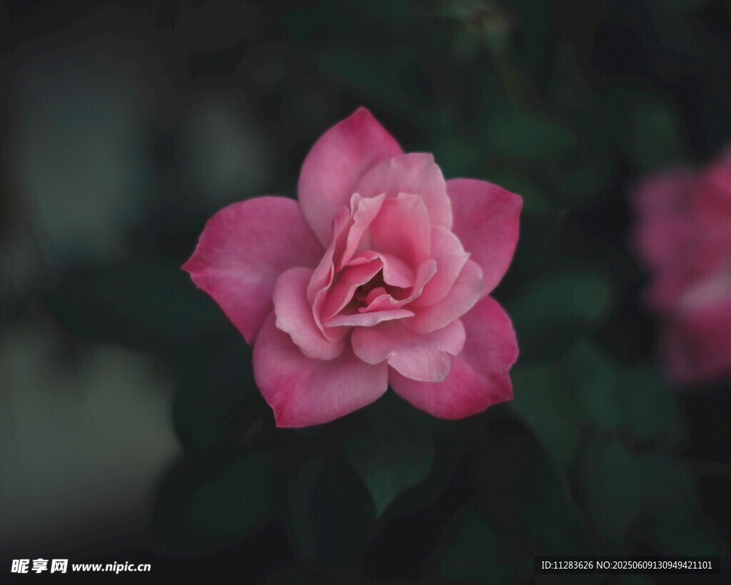 嬌艷粉色月季花特寫