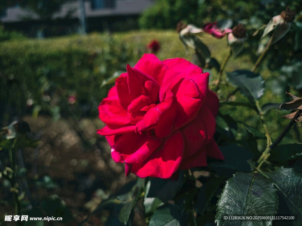 嬌艷月季花
